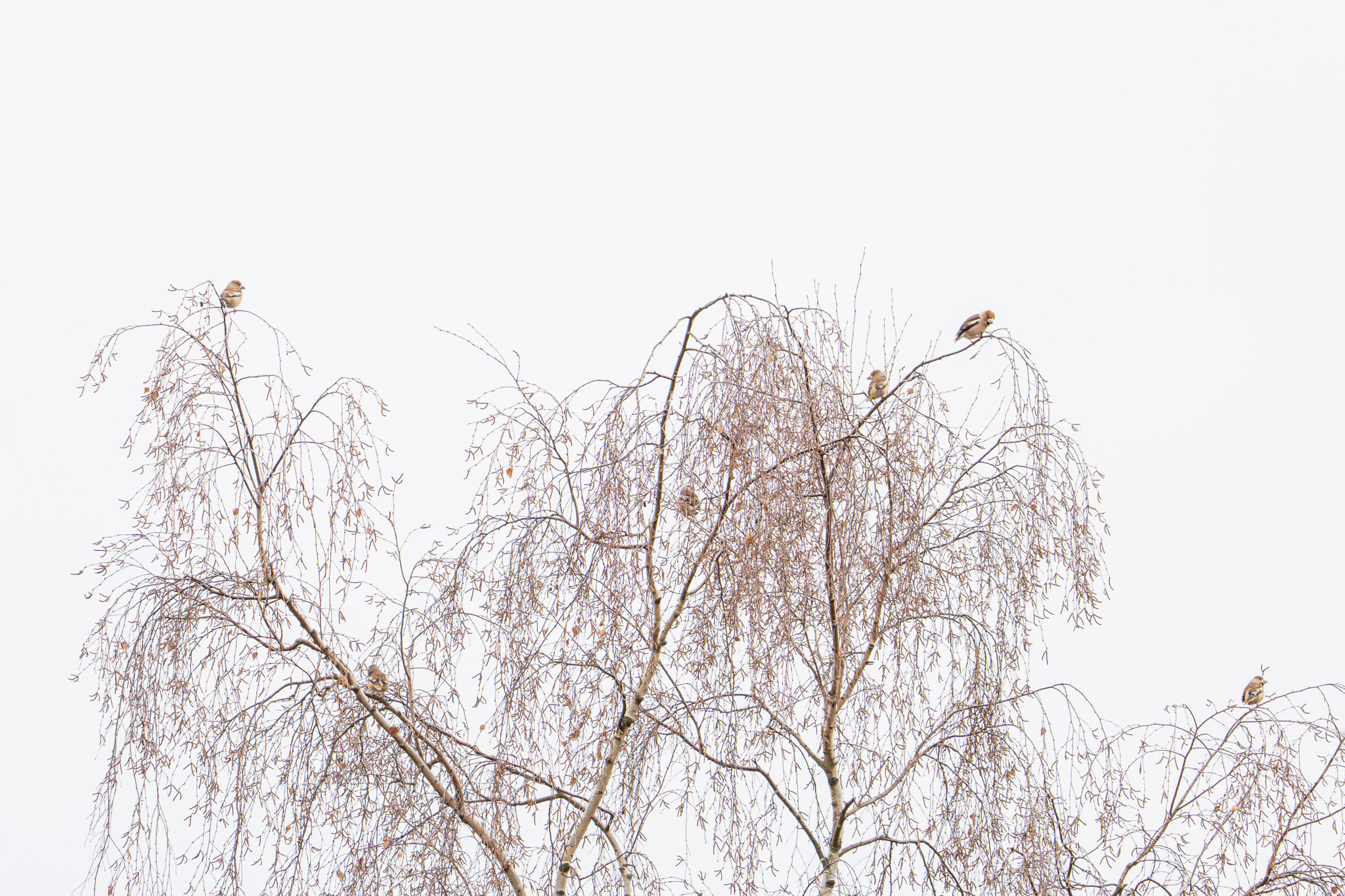 Der siebte Kernbeißer war in diesem Moment noch auf einem anderen Baum beschäftigt